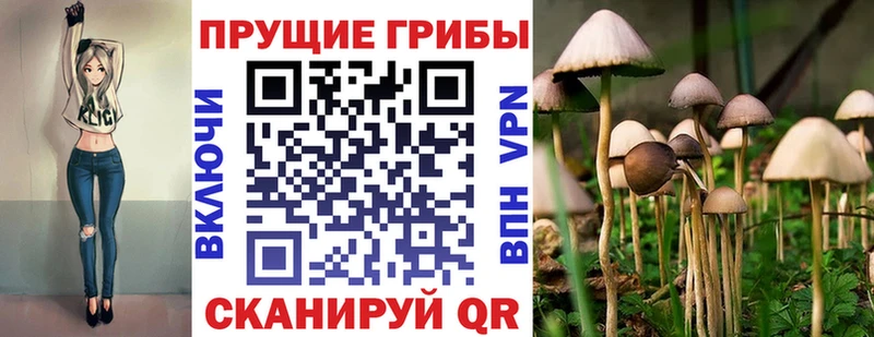 купить  цена  Облучье  Псилоцибиновые грибы мицелий 